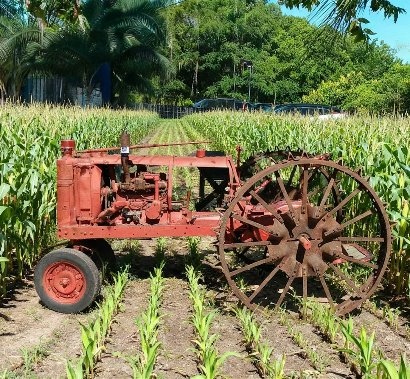 Organic farm field at TerraRoot